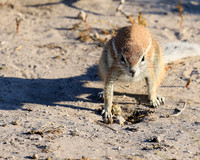 Ground squirrel - Central Kalahari