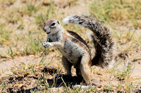 Ground squirrel - Makgadikgadi