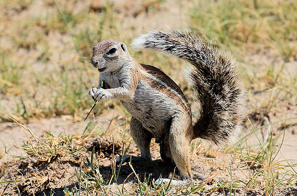 Ground squirrel - Makgadikgadi