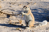 Ground squirrel - Central Kalahari