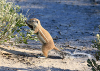 Ground squirrel - Central Kalahari