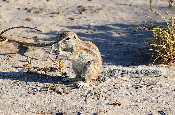 Ground squirrel - Central Kalahari