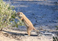 Ground squirrel - Central Kalahari