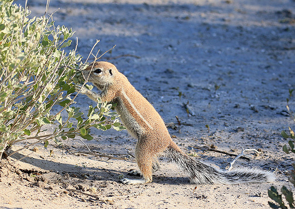 Ground squirrel - Central Kalahari