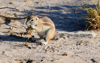 Ground squirrel - Central Kalahari