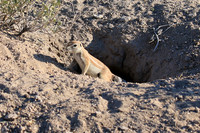 Ground squirrel - Central Kalahari