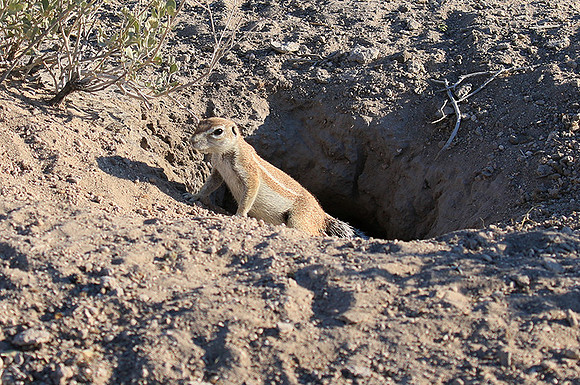 Ground squirrel - Central Kalahari