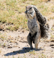 Ground squirrel - Makgadikgadi