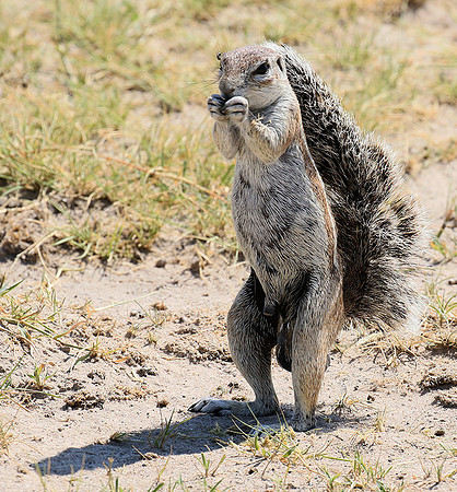 Ground squirrel - Makgadikgadi