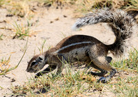 Ground squirrel - Makgadikgadi