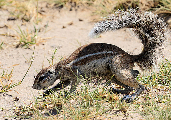 Ground squirrel - Makgadikgadi