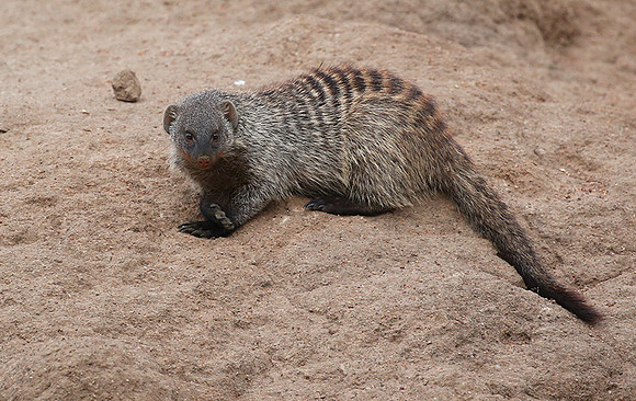Banded mongoose - Masaï Mara