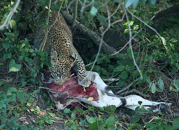 In the Masaï Mara