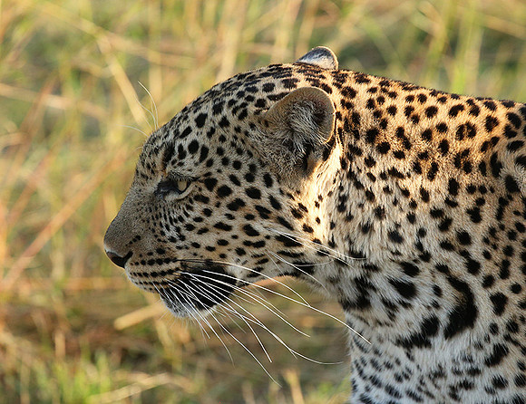 In the Masaï Mara
