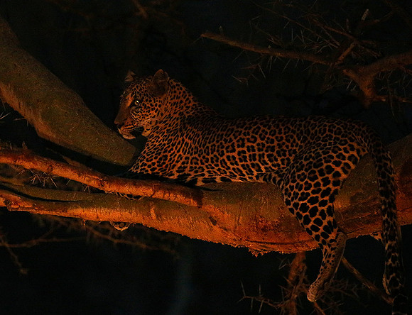 Laikipia : private wildlife sanctuary - at Solio camp