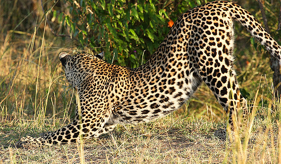 In the Masaï Mara