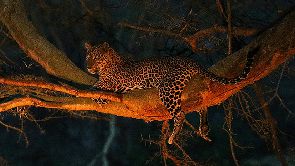 Laikipia : private wildlife sanctuary - at Solio camp