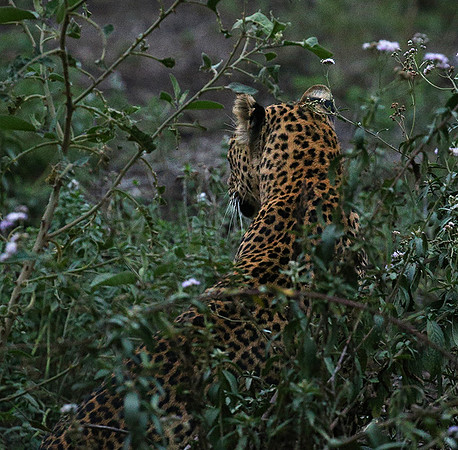 Laikipia : private wildlife sanctuary - at Solio camp