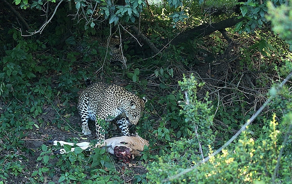 In the Masaï Mara