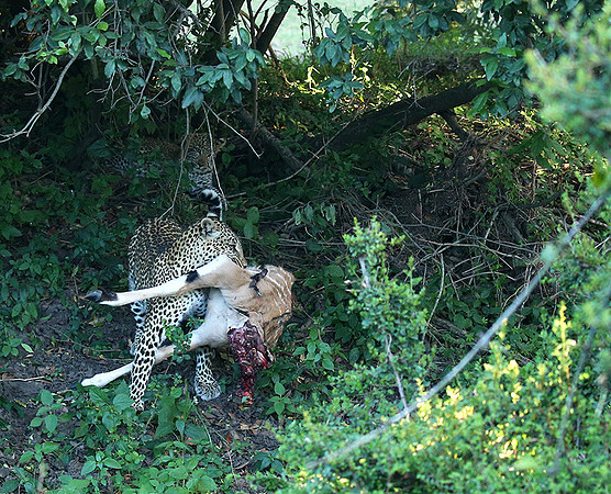 In the Masaï Mara