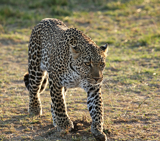 In the Masaï Mara