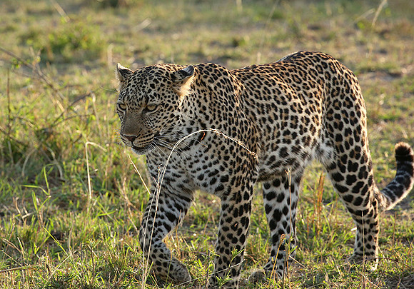 In the Masaï Mara