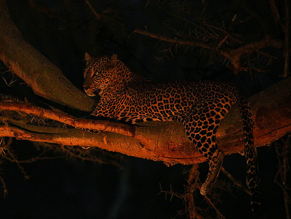 Laikipia : private wildlife sanctuary - at Solio camp