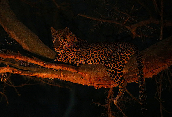 Laikipia : private wildlife sanctuary - at Solio camp