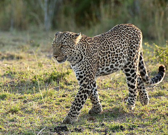 In the Masaï Mara