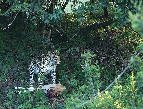 In the Masaï Mara