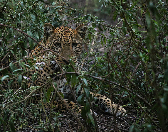 Laikipia : private wildlife sanctuary - at Solio camp
