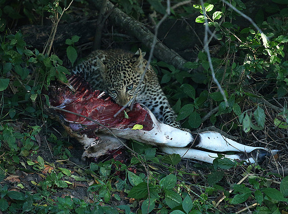 In the Masaï Mara