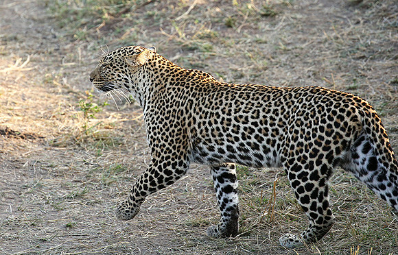 In the Masaï Mara