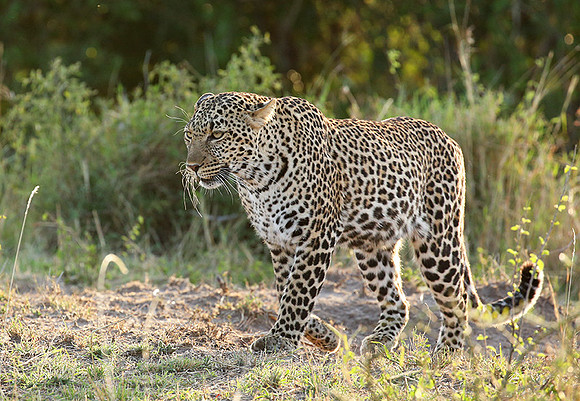 In the Masaï Mara