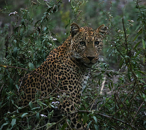 Laikipia : private wildlife sanctuary - at Solio camp