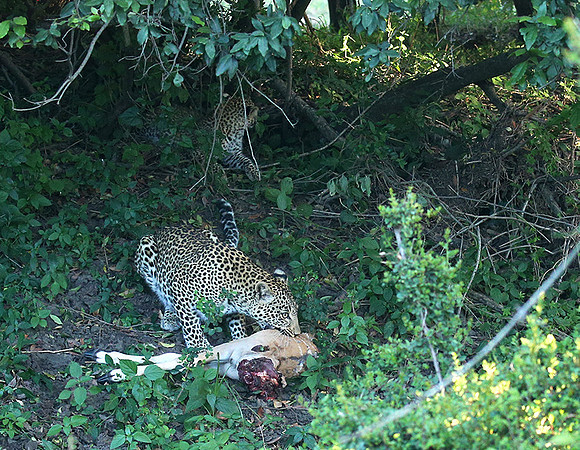 In the Masaï Mara