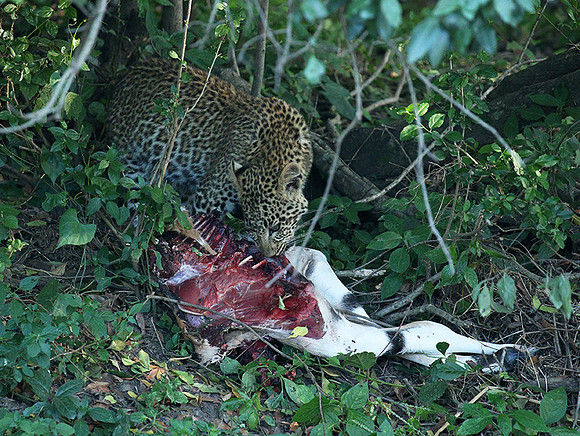 In the Masaï Mara
