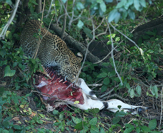 In the Masaï Mara