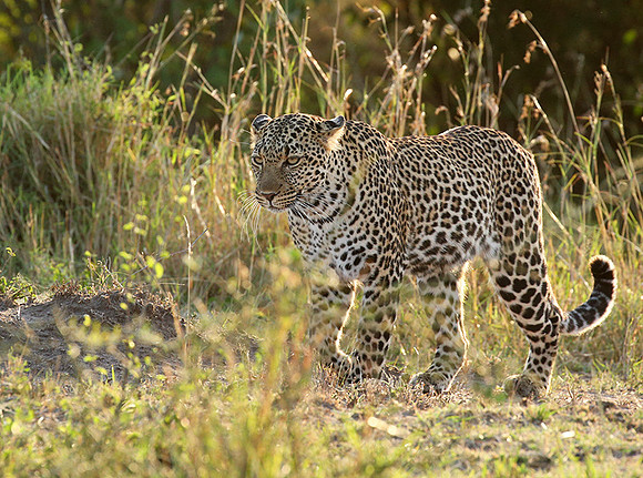 In the Masaï Mara