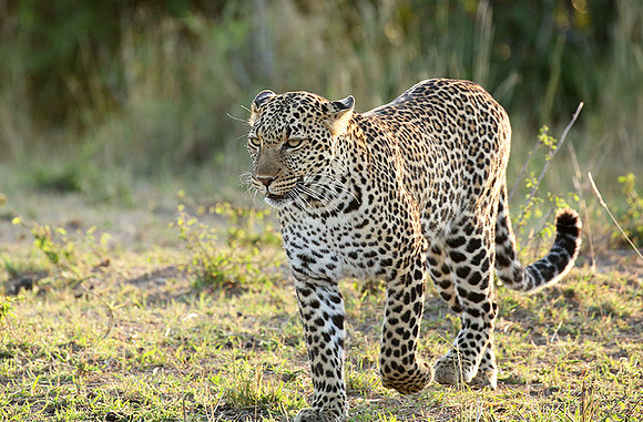In the Masaï Mara