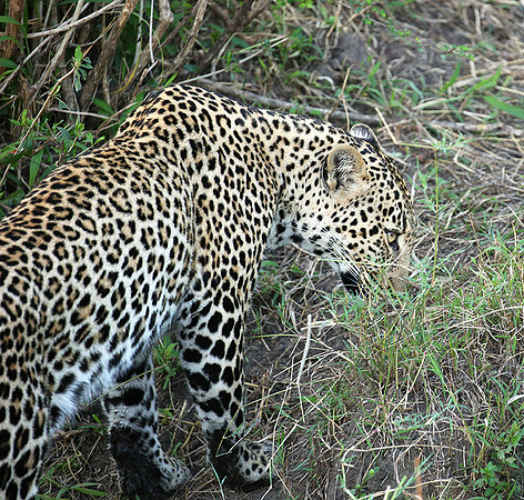 In the Masaï Mara