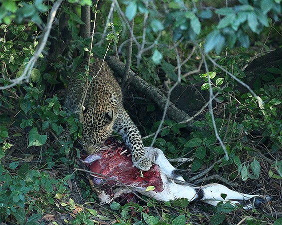 In the Masaï Mara