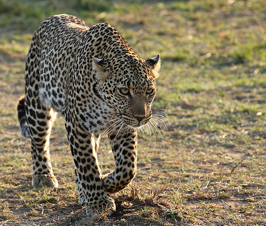 In the Masaï Mara