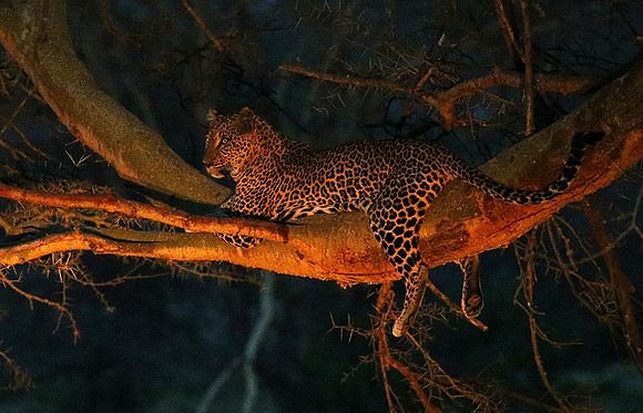 Laikipia : private wildlife sanctuary - at Solio camp