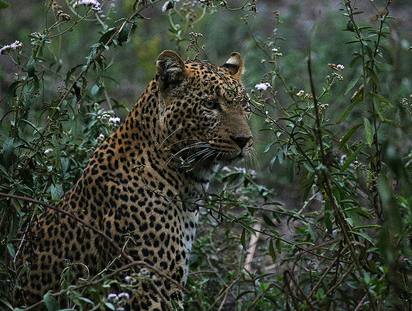 Laikipia : private wildlife sanctuary - at Solio camp