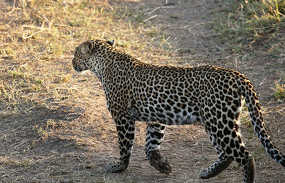 In the Masaï Mara