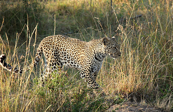In the Masaï Mara