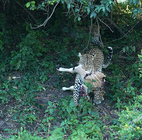 In the Masaï Mara