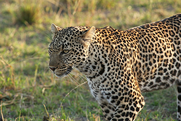 In the Masaï Mara