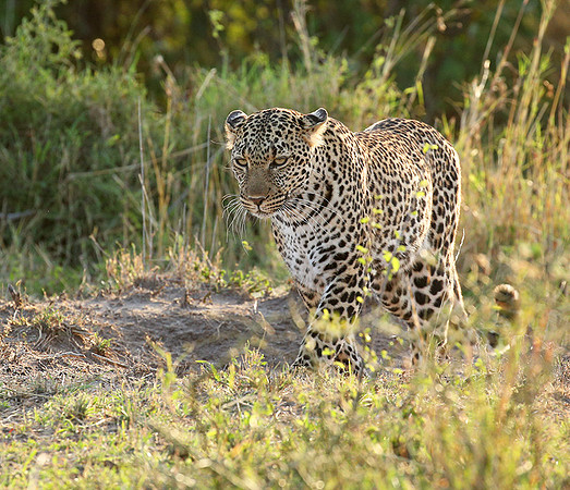In the Masaï Mara